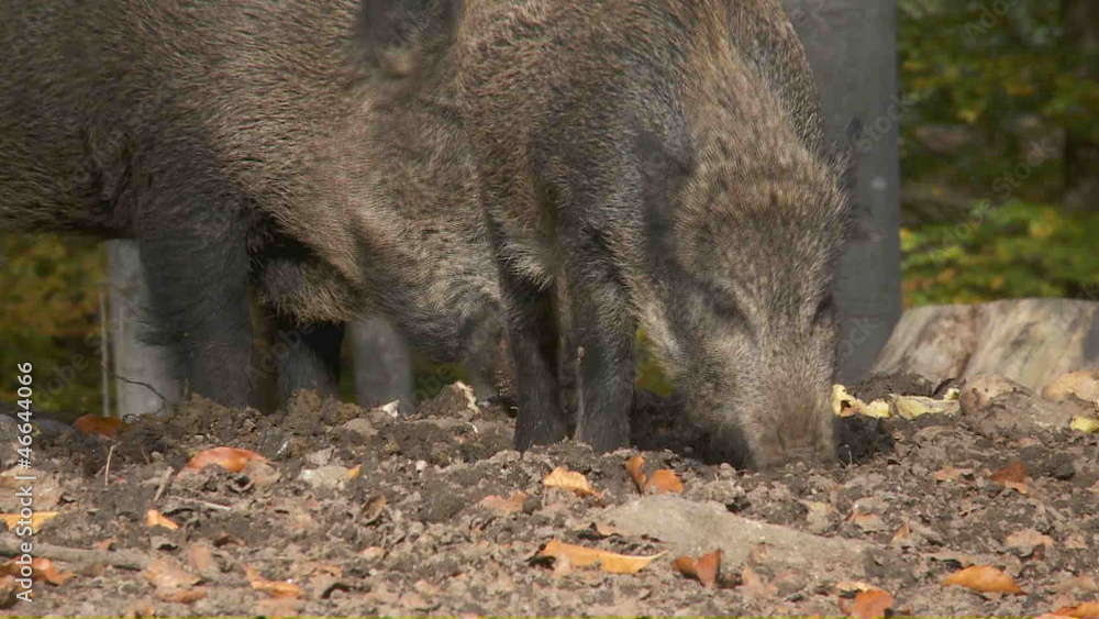 Wildschweine