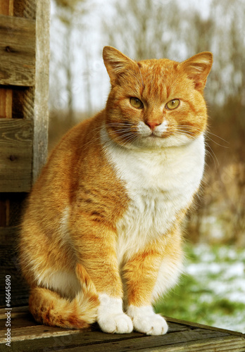 Fototapeta Naklejka Na Ścianę i Meble -  Cat on the bench.