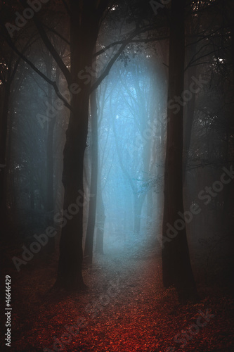Dark moody forest - a foggy morning