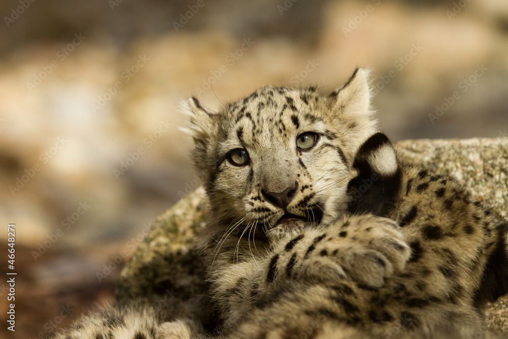 Naklejka premium young snow leopard