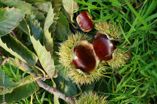 edible chestnuts background