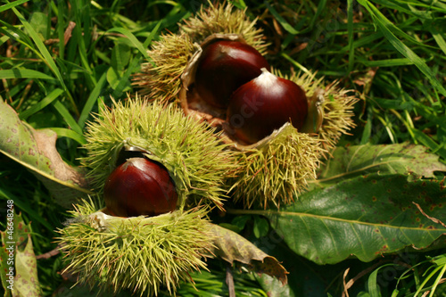 edible chestnuts background