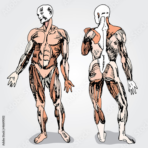 Human body