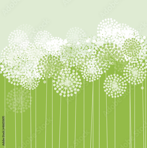 dandelion background