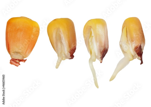 Canvas-taulu Macro germination of corn isolated on white