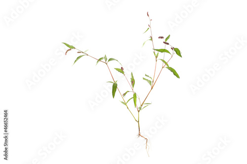 Polygonum persicaria plant with root on white background