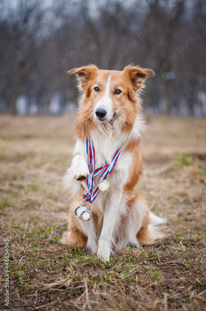 Happy proud dog has many medals Happy proud dog has many medals