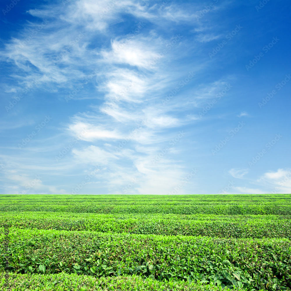 Large areas of tea plantation