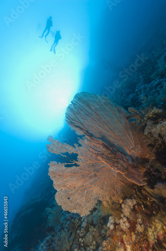 Scuba divers on a tropical reef photo
