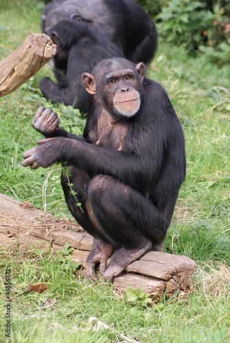 Common Chimpanzee - Pan troglodytes