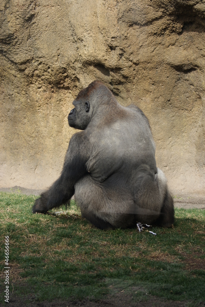 Fototapeta premium Western Lowland Gorilla - Gorilla gorilla gorilla - Silverback
