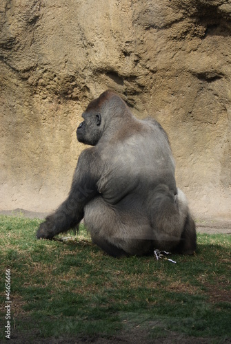Western Lowland Gorilla - Gorilla gorilla gorilla - Silverback