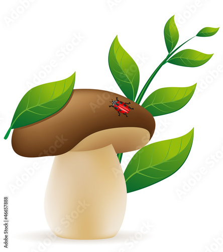 mushroom cep vector illustration