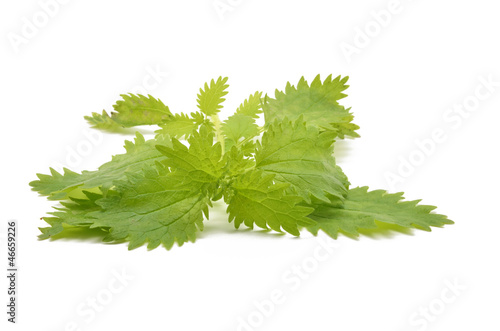 Принти на полотні Detail nettle leaves