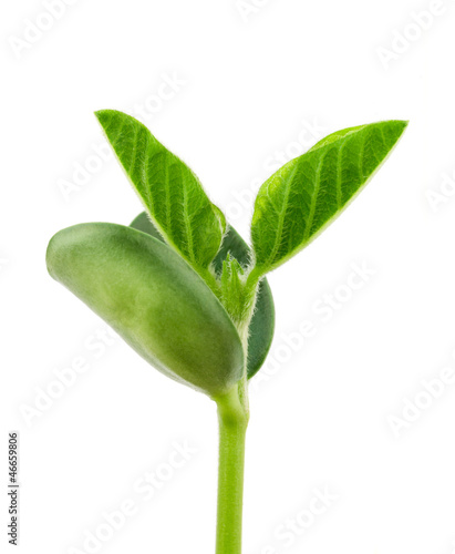 Soy plant