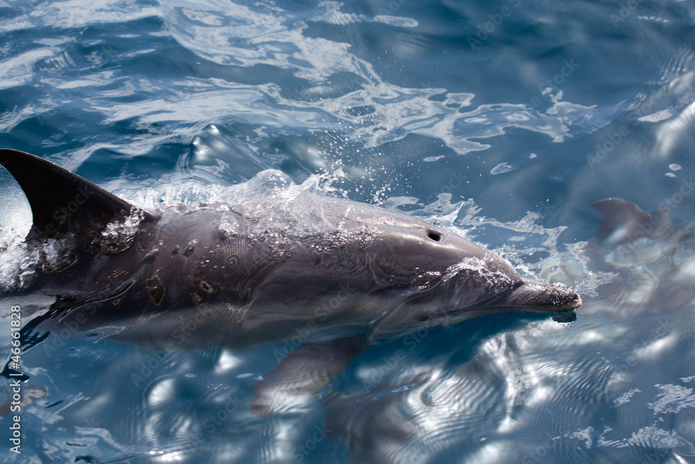 Naklejka premium Common Dolphins swimming in ocean