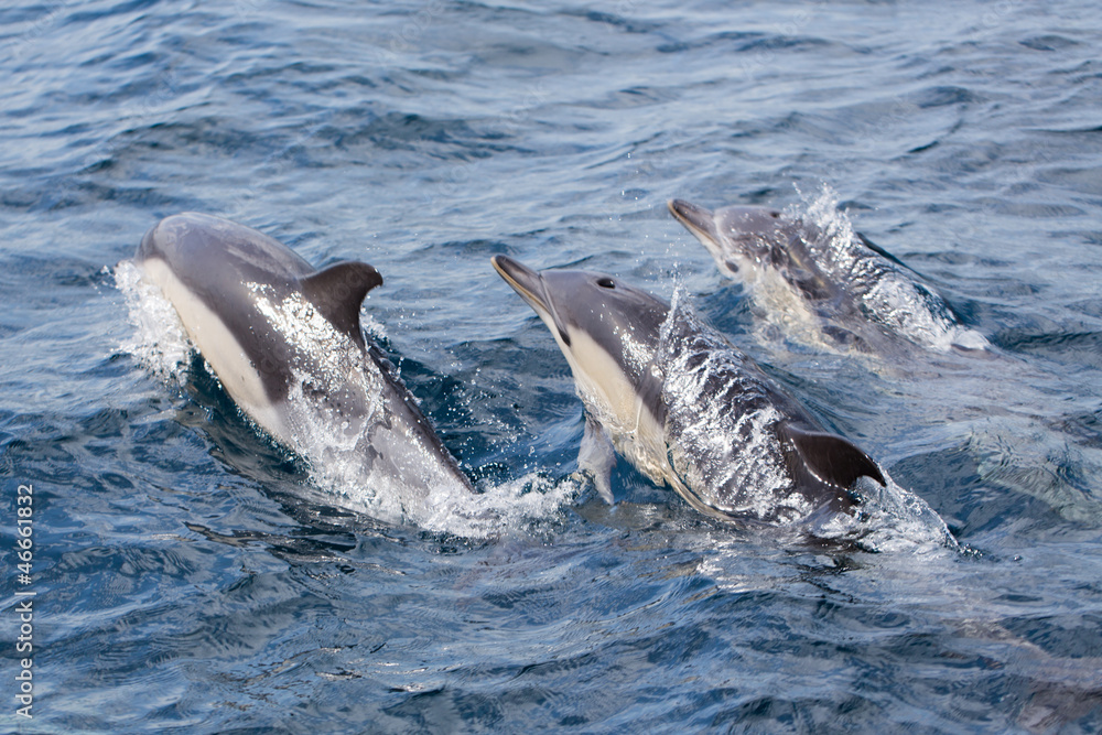 Obraz premium Common Dolphins swimming in ocean