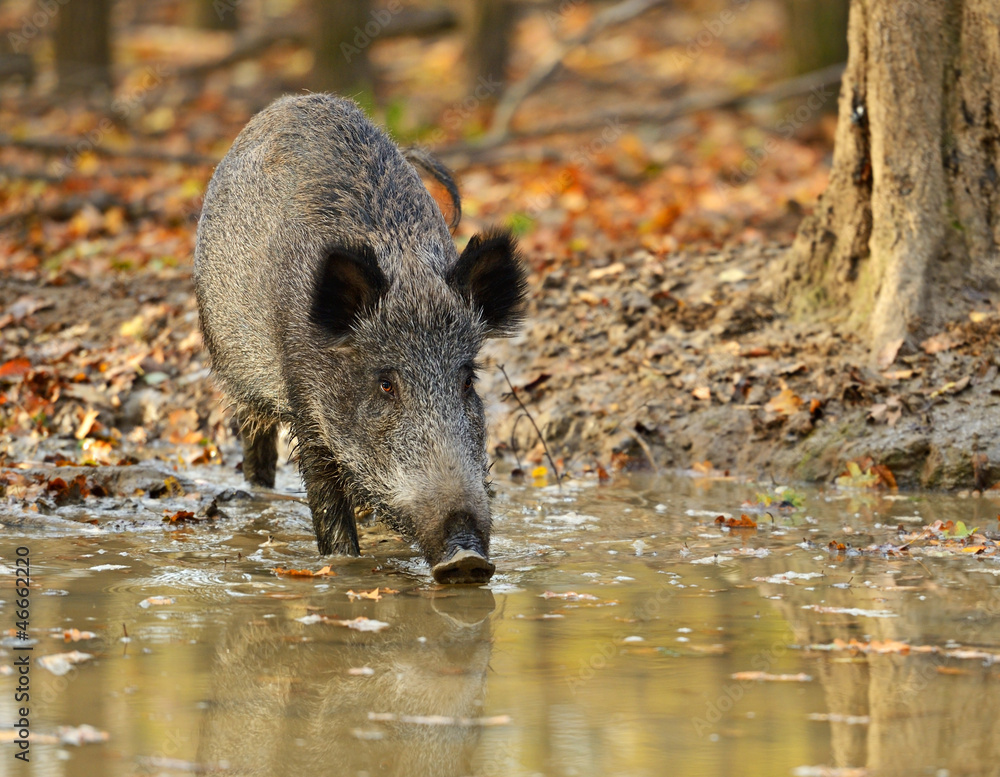 Wild pig