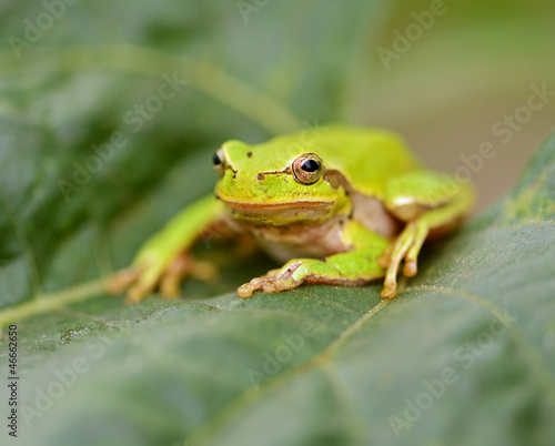 Frog © kyslynskyy
