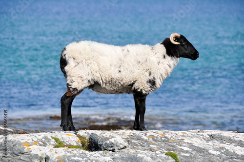 Sheep near the sea, Mannin Bay (Ireland)