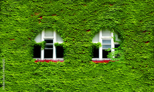 Windows and Green Ivy #46666283