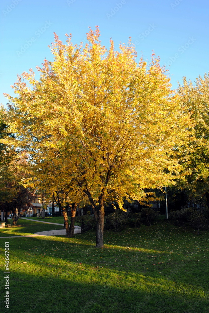 Fototapeta premium yellow leaves tree, autumnal background