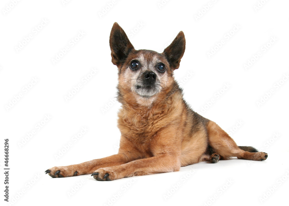a cute chihuahua a cute chihuahua