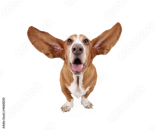 a funny basset hound