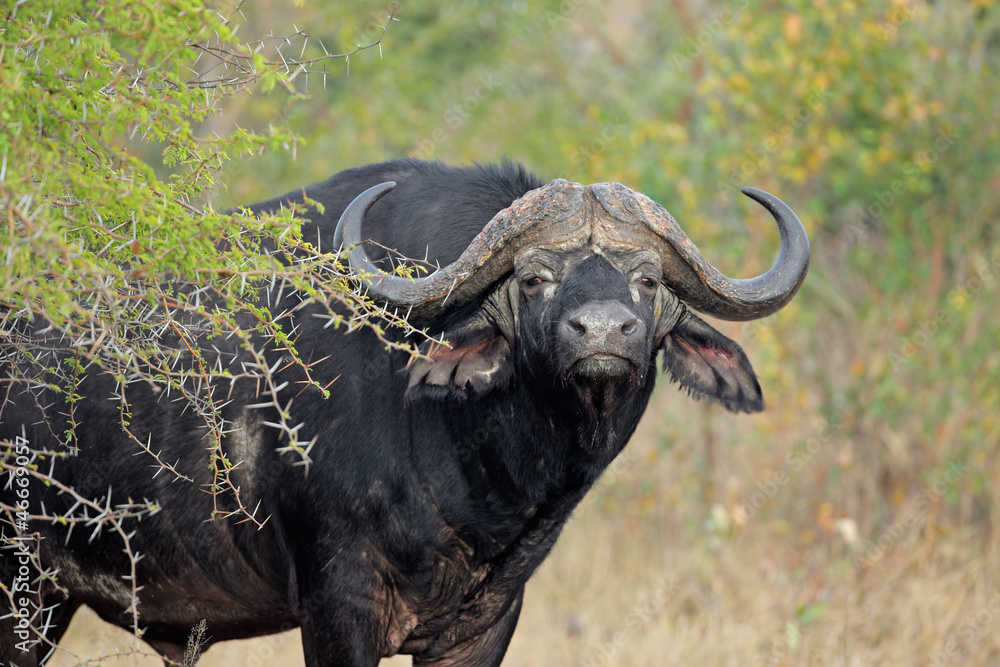 Obraz premium African buffalo bull