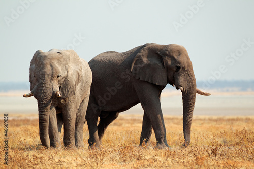 African elephants  Etosha National Park