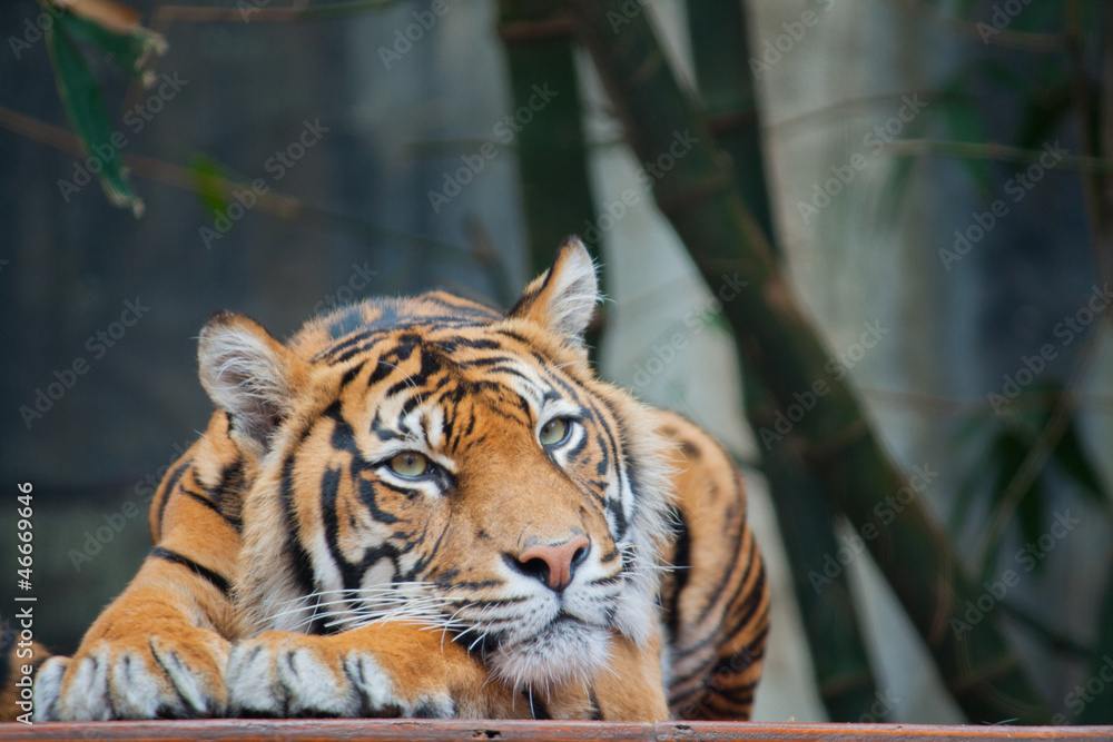 Obraz premium Zagrożony tygrys sumatrzański