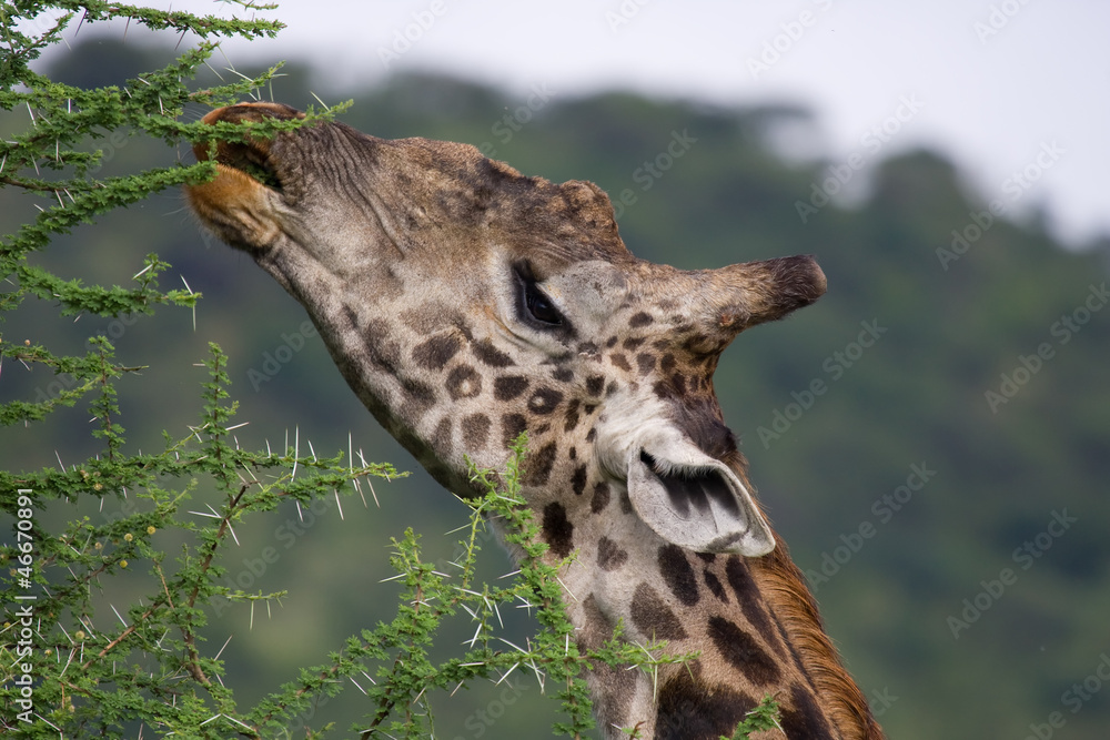 Naklejka premium Giraffa mentre mangia foglie di acacia