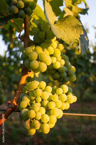 Grapes at vineyard in Pfalz, Germany