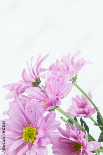 Wallpaper Mural pink flower Torontodigital.ca