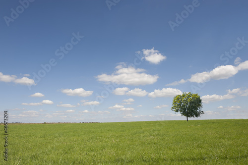 beautiful fields with single tree