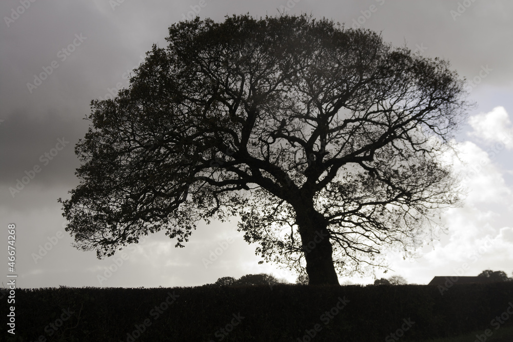 Obraz premium silhouetted oak tree