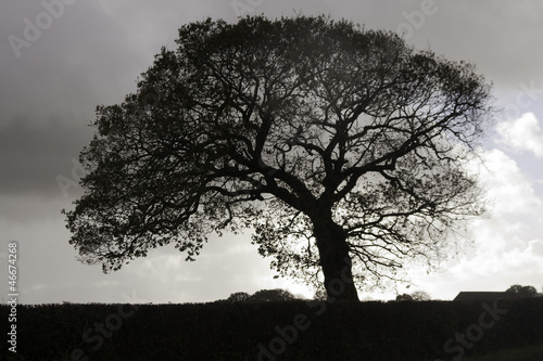 silhouetted oak tree