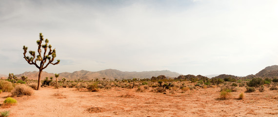Canvas schilderij Wit Joshua Tree National Park, USA. Panoramic shot.  © ysbrandcosijn