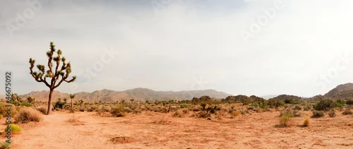 Obraz Park Narodowy Joshua Tree, USA. Zdjęcie panoramiczne.