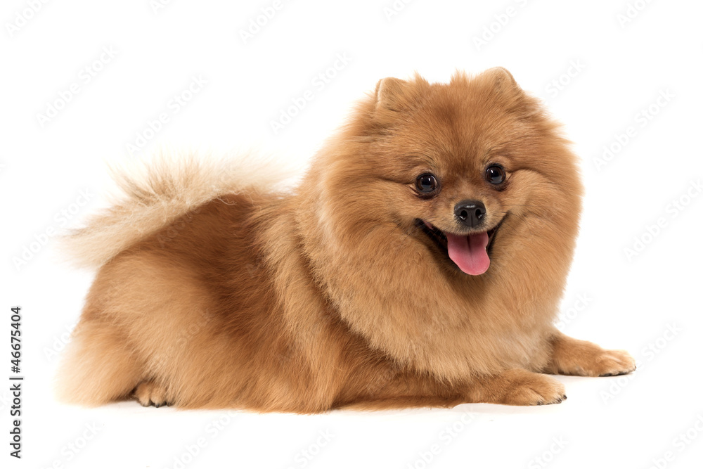 The spitz-dog which smiles on a white background