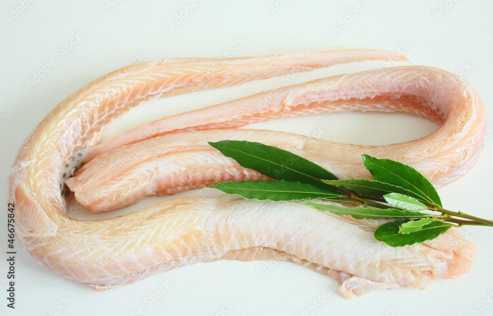 Obraz premium roussette,poisson