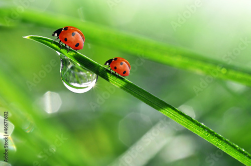 fresh morning dew and ladybird