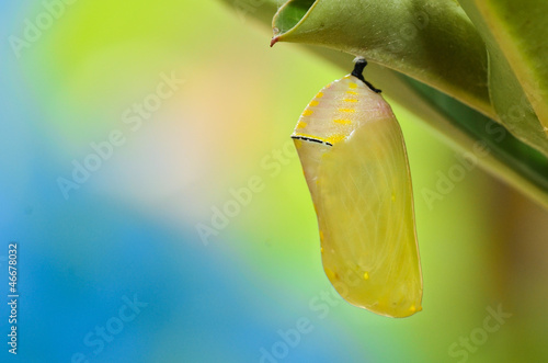 Pupa Plain Tiger Butterfly after 2 hour process pupation