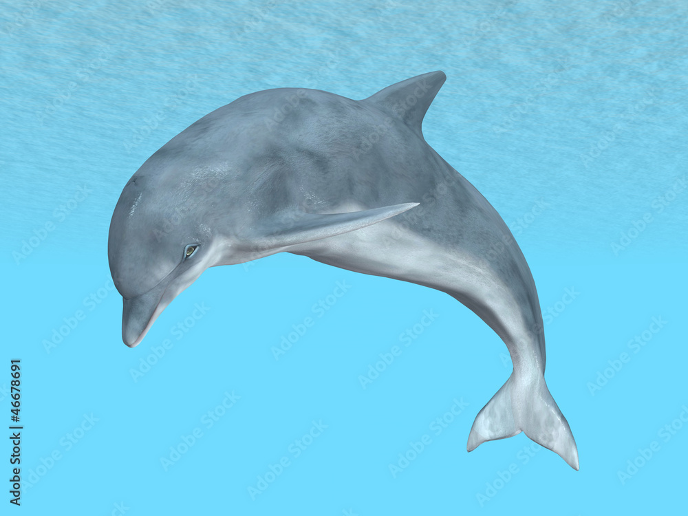 Fototapeta premium Diving Dolphin