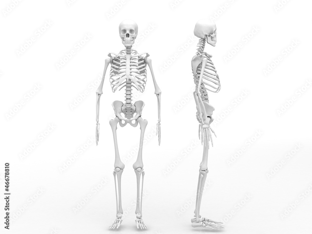 skeletal skeletal