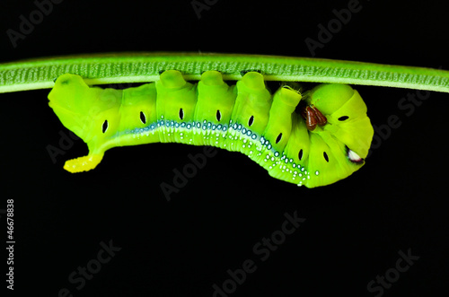 Caterpillar Oleander Hawk-moth (Daphnis nerii) photo