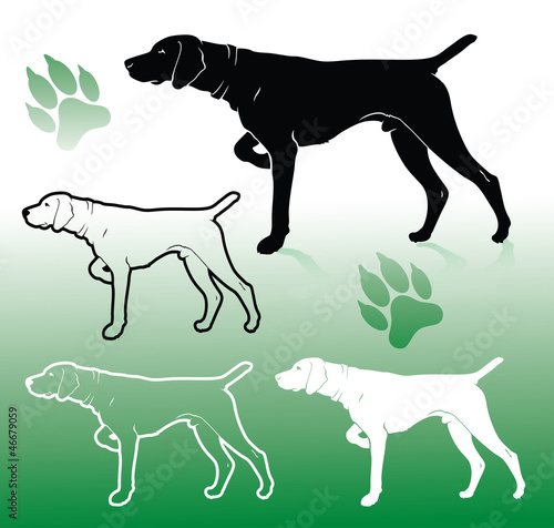 German pointer dog