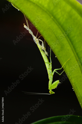 Praying mantis in the process of molting photo