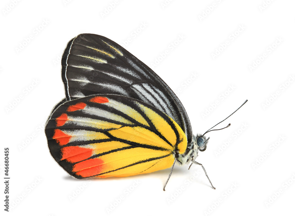 Naklejka premium Butterfly on white background