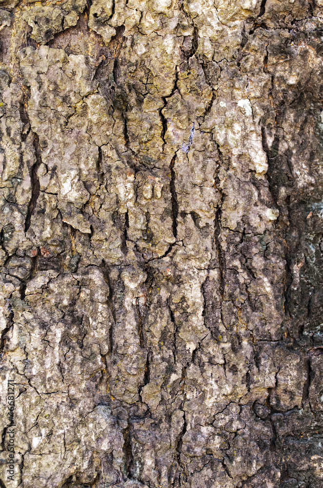 Tree Trunk Texture Tree Trunk Texture